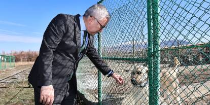 Kangal köpeğinin ırkı korunacak!