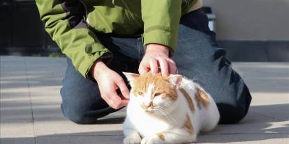 Kediler erkeklerin kendilerini anlamadığını düşünüyor