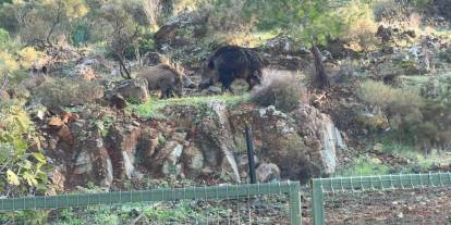 Domuz istilası sürüyor: "Yeni adres mezarlıklar"