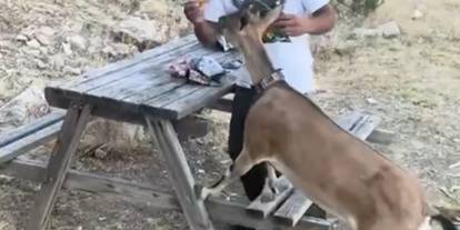 Dağ keçisini elleriyle besledi