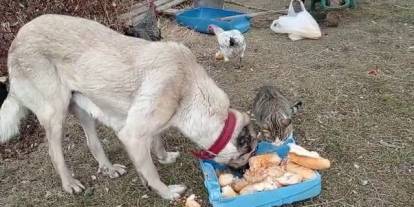 Kedi-köpek dostluğunun sırrı ortaya çıktı