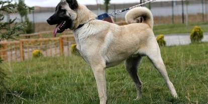 Kayseri, Sivas'ın Kangal'ını çaldı!