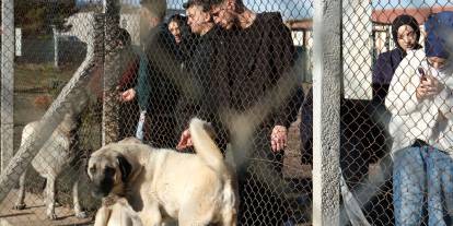 Kangal Köpeği Araştırma Merkezi dünya çapında ilgi görüyor