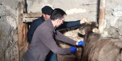 Sivas’ta şap hastalığına karşı koruma kalkanı güçleniyor