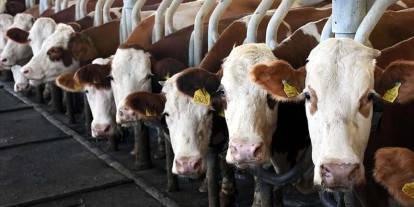 Toplanan inek sütü miktarı ekimde 895 bin 834 ton oldu