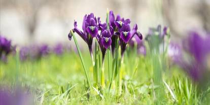 İhracatı yasak ve kotaya tabi doğal çiçek soğanları belirlendi