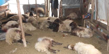 Sokak köpeklerinin saldırdığı 28 koyun öldü