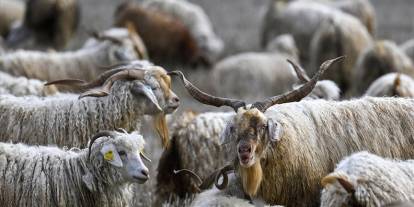 Tiftiğin ekonomiye kazandırılması için destek mekanizmaları geliştirilecek