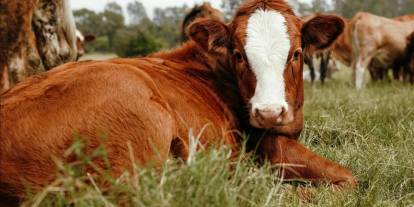 Damızlık hayvancılığa yeni şart! Bu izin olmadan tohumlama yasak