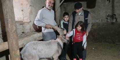 Sivas’ta yürek ısıtan olay: Yaralı dağ keçisini böyle kurtardı