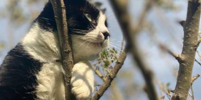 Dünyada 1 milyara yakın kedi var!