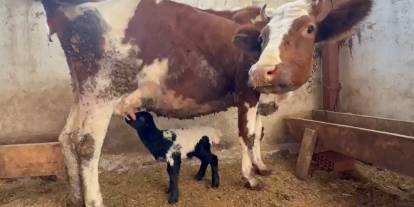 Annesi ölen kuzuyu inek emziriyor