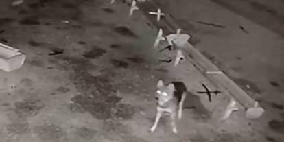 Ağıla giren kurt, 2 koyunu telef etti