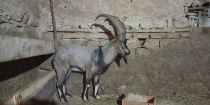 Sivas'ta yaralı halde bulunan dağ keçisi sağlığına kavuştu