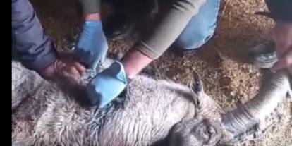 Sivas’ta yaralı yaban keçisi tedavi edilip doğaya salındı