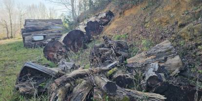 bin 183 yaşındaki ağaç yakılmaktan kurtuldu, müzede sergilenecek