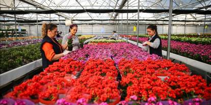 Yılbaşı öncesinde çiçekçilerde hareketlilik yaşanıyor