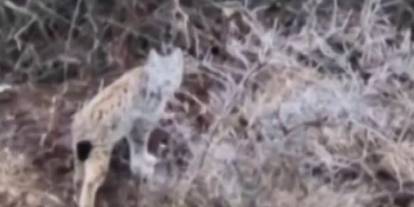 Nadir görülen vaşak cep telefonuyla görüntülendi