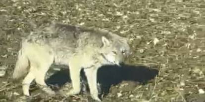 Sivas'ta kurtlar yerleşim yerine dadandı, uzmanından çözüm önerisi geldi