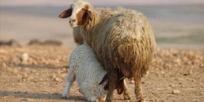 Türkiye'nin dev işletmesinde 60 bin kuzu dünyaya geldi