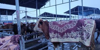 Eksi 5’te zor mesai! Besiciler hayvanlarını battaniyeyle soğuktan koruyor