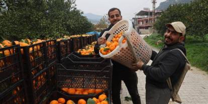 Mandalinanın tadı kaçtı! Tarlada 2 TL, markette 35 TL!