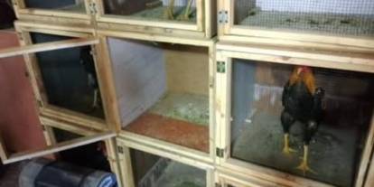 Horoz dövüştüren 34 kişiye toplam 100 bin 402 TL ceza