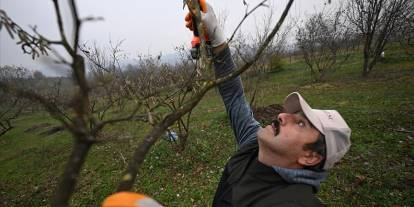 Uzmanlar kahverengi kokarcayla mücadelede yarasaları kullanacak