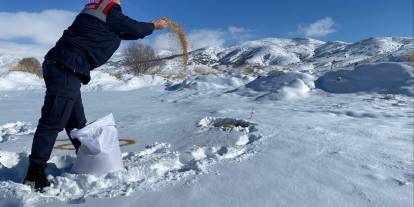 Sivas'ta sokak hayvanlarına yem desteği
