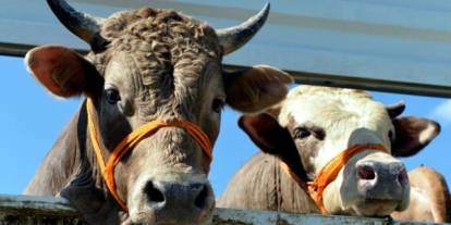 Besicilere kritik uyarı: Bu işlemi yapmayan başvuramayacak!