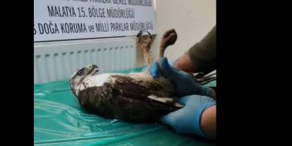 Sivas’ta yaralı bulunan Şahin doğaya salındı