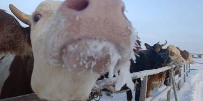 Sivas'ta eksi 27’de hayvan pazarı buz kesti: 10 bin kapasiteli pazar, 30 hayvanla açıldı