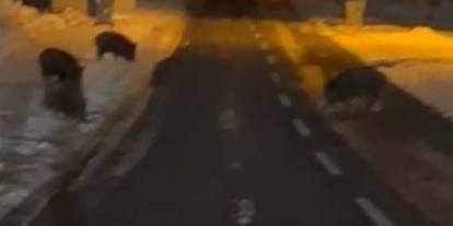 Aç kalan domuzlar köye indi