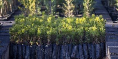 Türkiye 2025'te ağaçlandırma yılı oldu