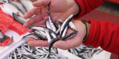 ‘Soğuk hava nedeniyle hamsiler Gürcistan açıklarına gitti’