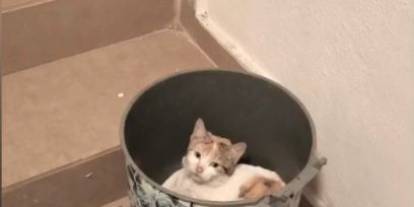 Soğuktan korunma için çöp kutusuna girdi