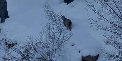 Sivas'ta yiyecek arayan vaşak yol kenarında görüntülendi