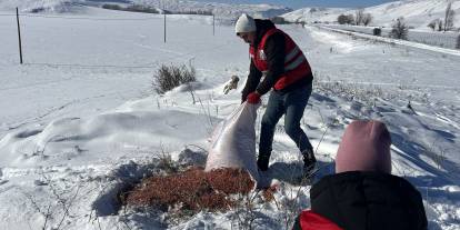 Zara'da yaban hayvanları için doğaya yem bırakıldı