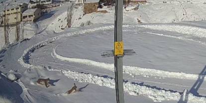 Sivas'ta vaşak tavşanı böyle avladı