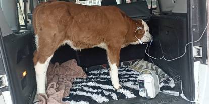 Sivas'ta dumandan zehirlenen buzağı bagajda tedavi edildi