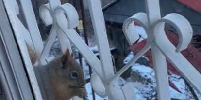 Aç kalan sincaplar pencerelere misafir oluyor