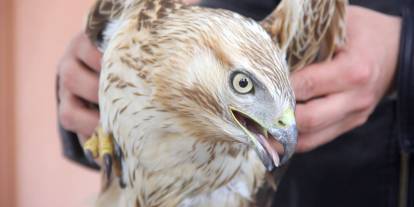 Zara’da bitkin halde bulunan Kızıl Şahin koruma altına alındı