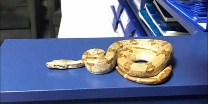 Kafeye mısır yılanı ile gitti; 11 bin 977 TL ceza yedi