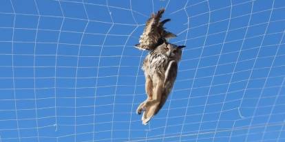 Sivas'ta öğrenciler fileye takılan puhu kuşkunu kurtardı