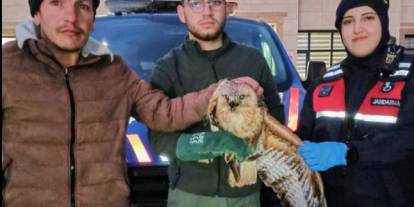 Tavukların arasında bulunan kanadı kırık şahin, tedaviye alındı