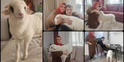 Otizmli oğlunun isteği üzerine aldıkları kuzuya evde bebek gibi bakıyorlar