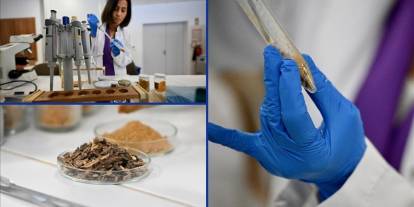 Çocuklarda propolis tüketiminin büyüme ve gelişime etkileri araştırıldı