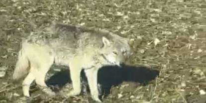 Sivas'ta besin bulamayan kurtlar yerleşim yerlerine iniyor