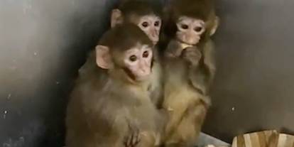 Bursa’da 3 makak maymunu koruma altına alındı