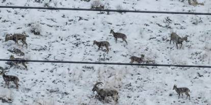 Anadolu yaban keçileri Şarkışla dağlarında görüntülendi!